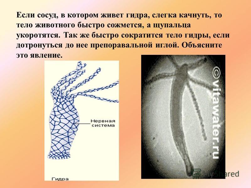 Ссылки на кракен com